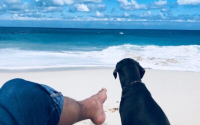 Anguilla’s Coconut Retrievers: Your Furry Beach Buddies