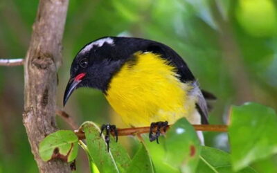 The Wildlife of Anguilla: Exploring the Island’s Rich Biodiversity